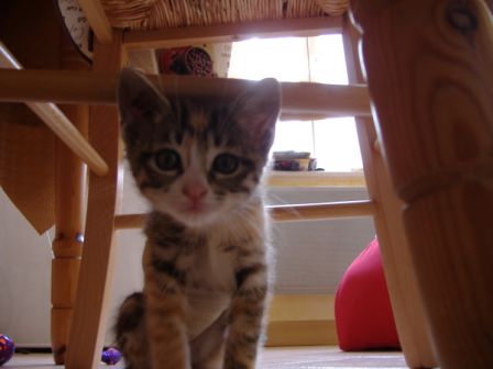mini_maow_001.jpg